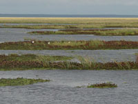 Brazil Marsh